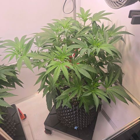 Lumpy's Fritter S1 growlog timeline photo