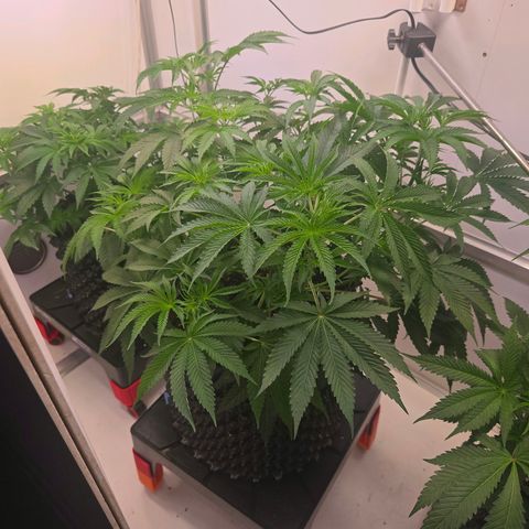 Platinum Paloma growlog timeline photo