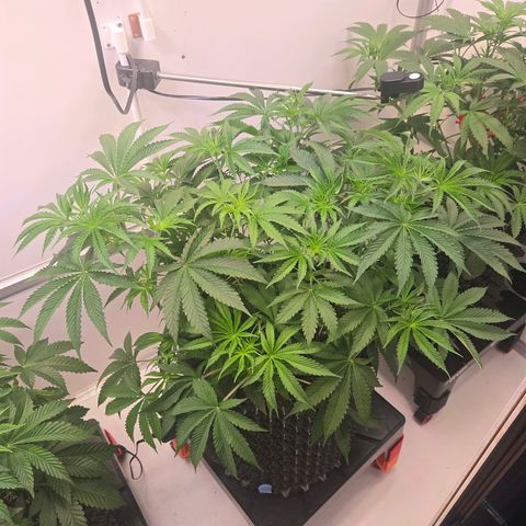 Platinum Paloma growlog timeline photo