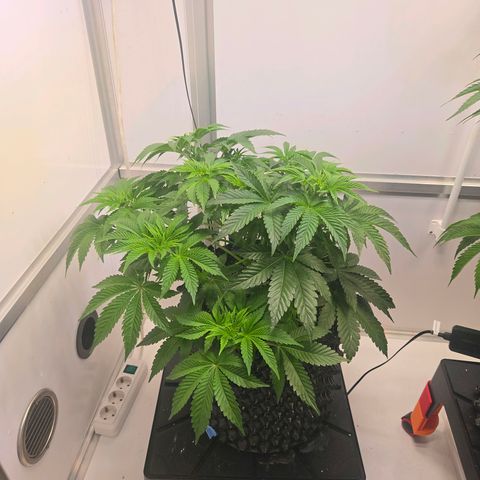 Apple Jack growlog timeline photo
