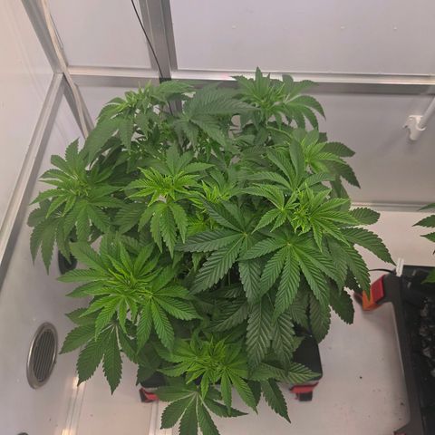 Apple Jack growlog timeline photo