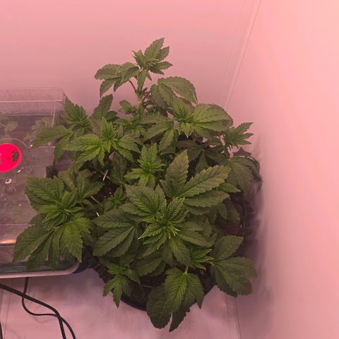 Blueberry Lobster growlog timeline photo