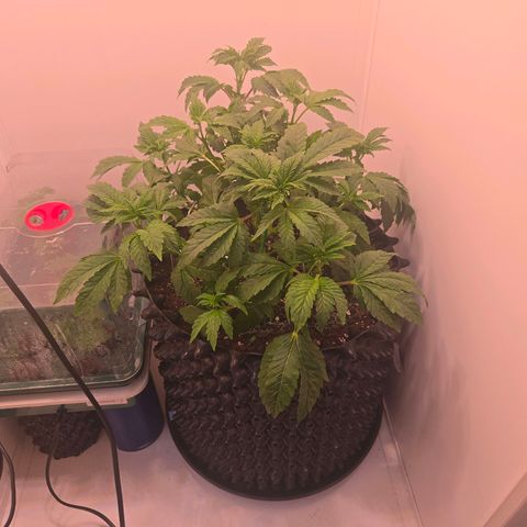 Blueberry Lobster growlog timeline photo