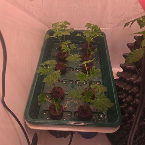 Apple Jack growlog timeline photo
