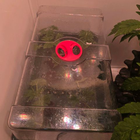 Apple Jack growlog timeline photo