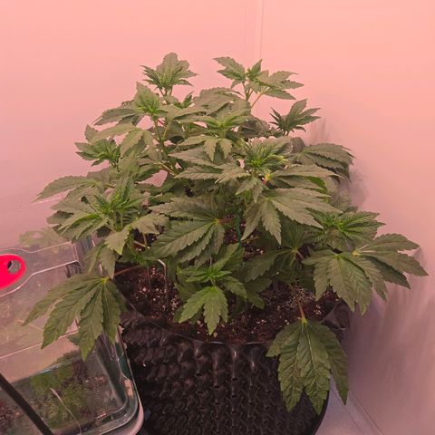Blueberry Lobster growlog timeline photo