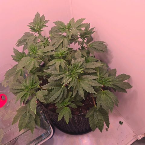 Blueberry Lobster growlog timeline photo