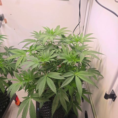 Lumpy's Fritter S1 growlog timeline photo