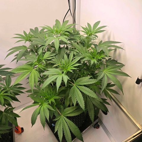 Lumpy's Fritter S1 growlog timeline photo