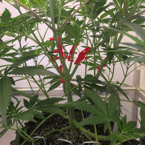 Lumpy's Fritter S1 growlog timeline photo