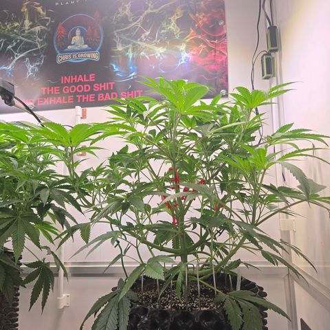 Lumpy's Fritter S1 growlog timeline photo