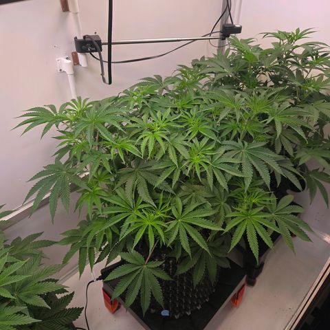Platinum Paloma growlog timeline photo