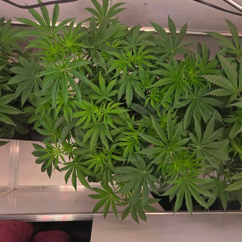 Platinum Paloma growlog timeline photo