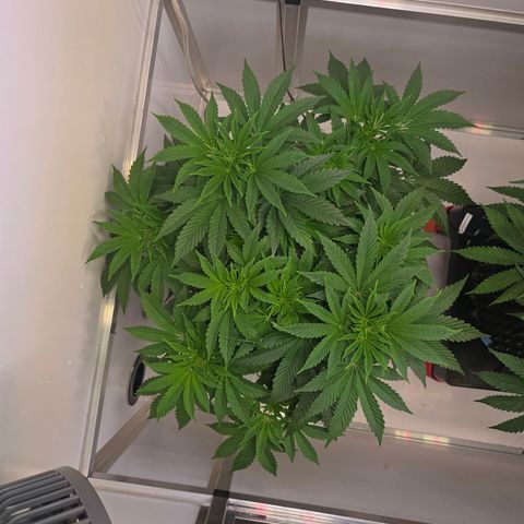 Apple Jack growlog timeline photo