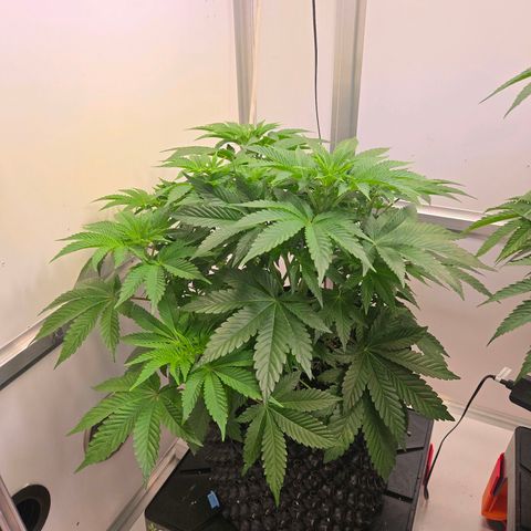 Apple Jack growlog timeline photo