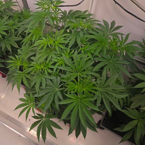 Platinum Paloma growlog timeline photo