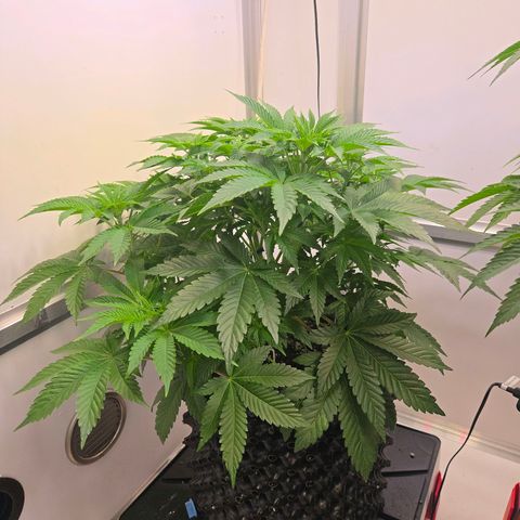 Apple Jack growlog timeline photo