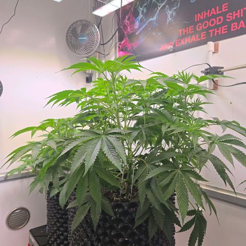 Platinum Paloma growlog timeline photo