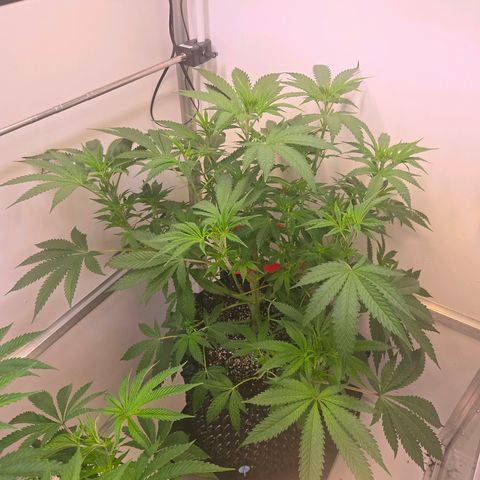 Lumpy's Fritter S1 growlog timeline photo