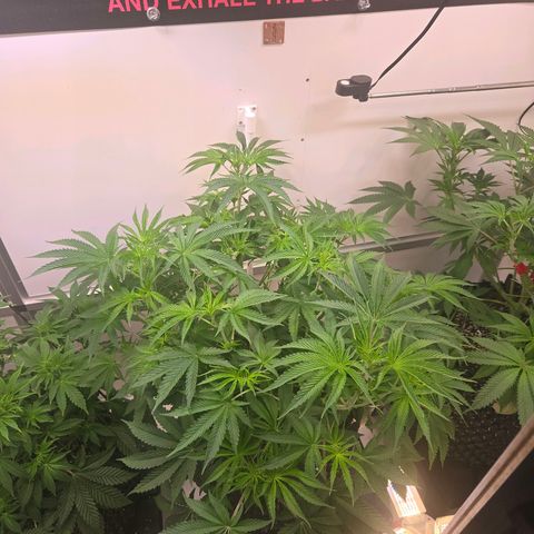 Platinum Paloma growlog timeline photo