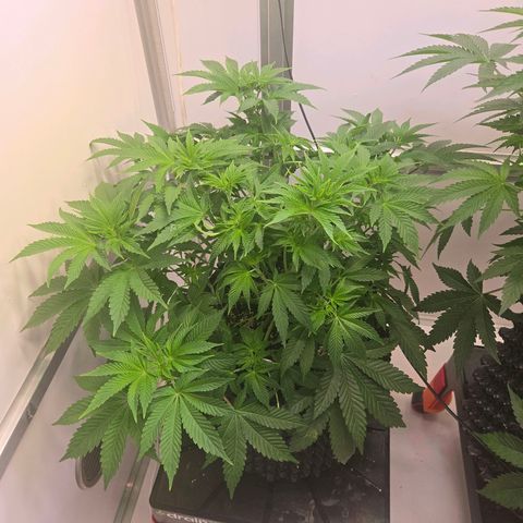 Apple Jack growlog timeline photo