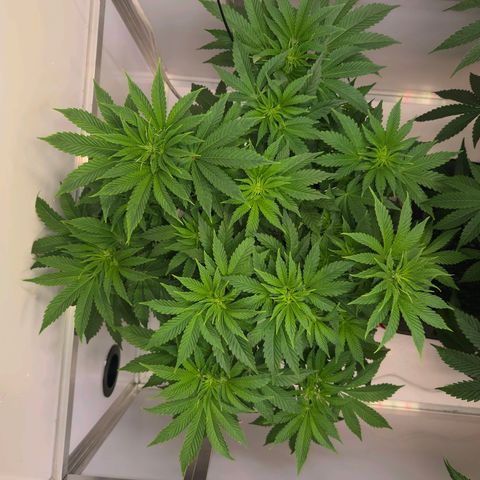 Apple Jack growlog timeline photo