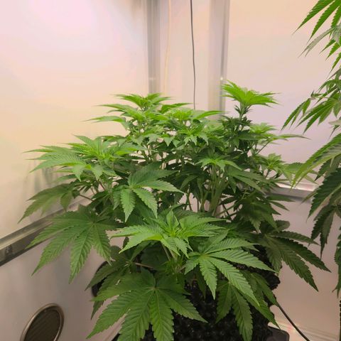 Apple Jack growlog timeline photo