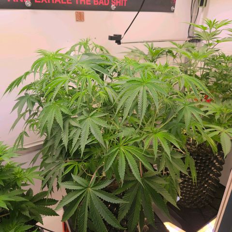 Platinum Paloma growlog timeline photo