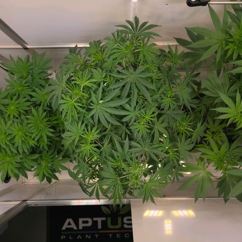 Platinum Paloma growlog timeline photo