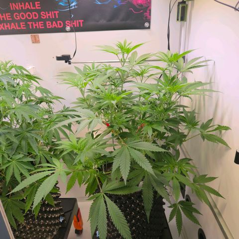 Lumpy's Fritter S1 growlog timeline photo