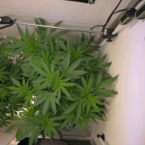 Lumpy's Fritter S1 growlog timeline photo