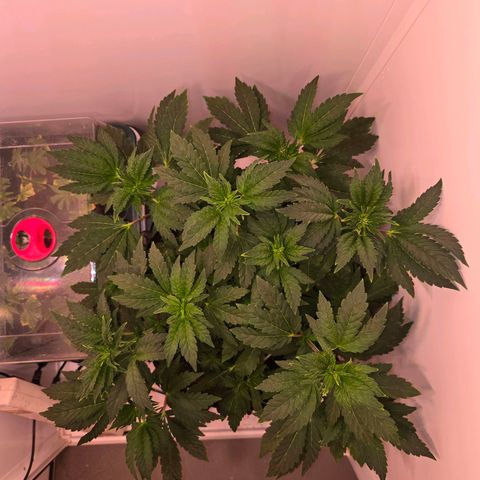 Blueberry Lobster growlog timeline photo