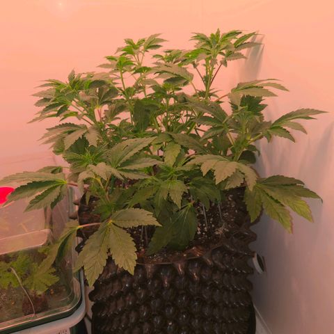 Blueberry Lobster growlog timeline photo