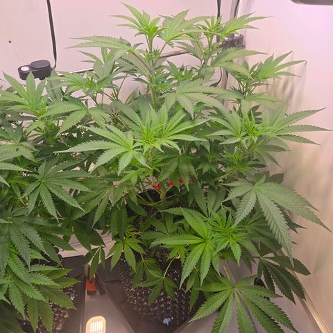 Lumpy's Fritter S1 growlog timeline photo