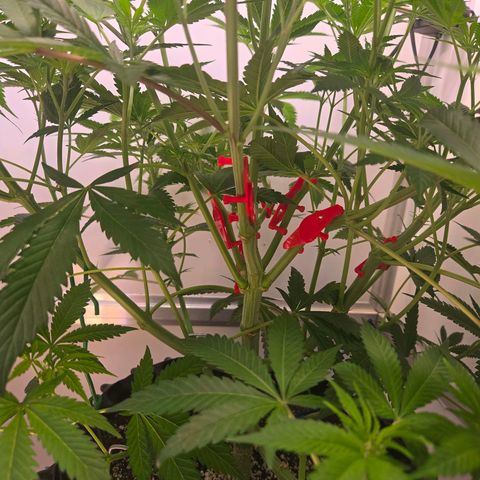 Lumpy's Fritter S1 growlog timeline photo