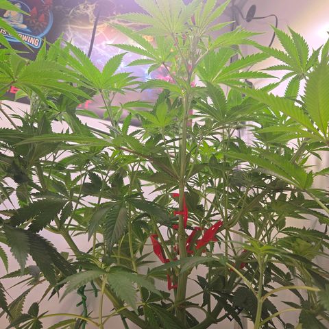 Lumpy's Fritter S1 growlog timeline photo