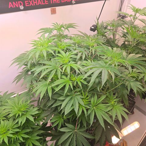 Platinum Paloma growlog timeline photo