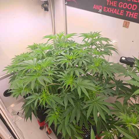 Platinum Paloma growlog timeline photo