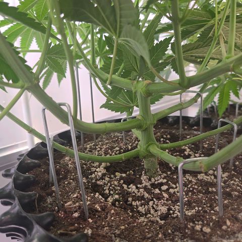 Platinum Paloma growlog timeline photo