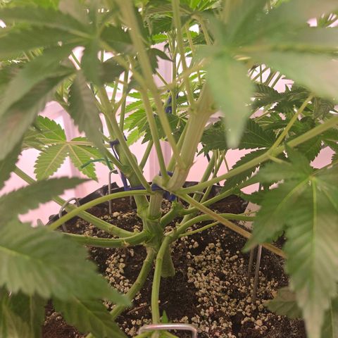 Apple Jack growlog timeline photo