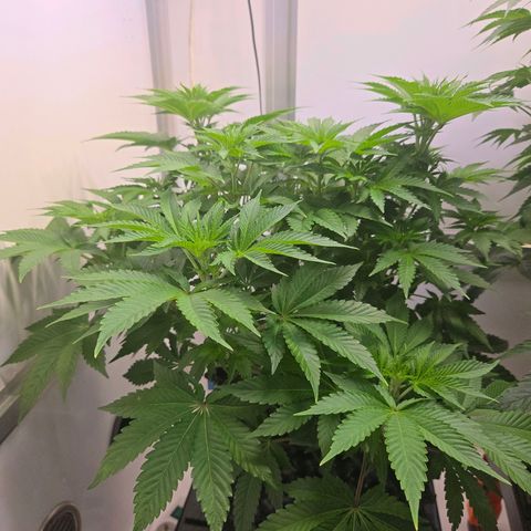 Apple Jack growlog timeline photo