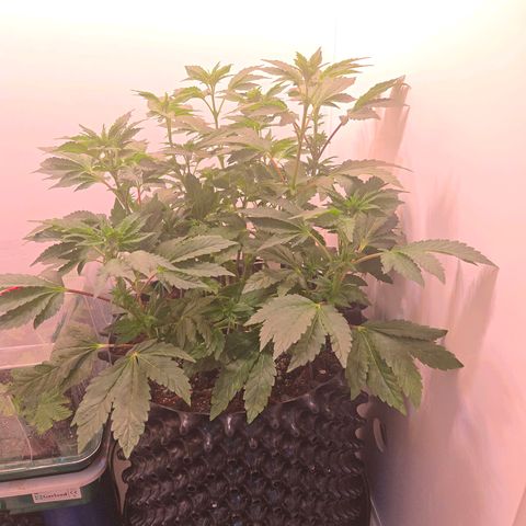 Blueberry Lobster growlog timeline photo
