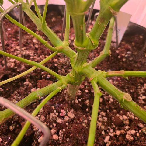 Blueberry Lobster growlog timeline photo