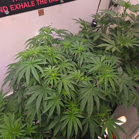 Platinum Paloma growlog timeline photo