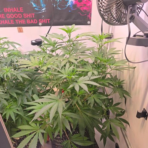 Lumpy's Fritter S1 growlog timeline photo