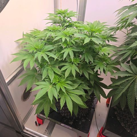 Apple Jack growlog timeline photo
