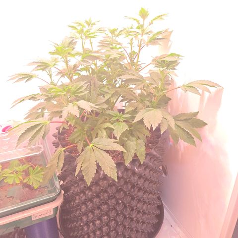 Blueberry Lobster growlog timeline photo