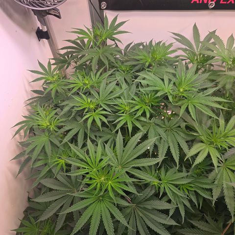 Platinum Paloma growlog timeline photo