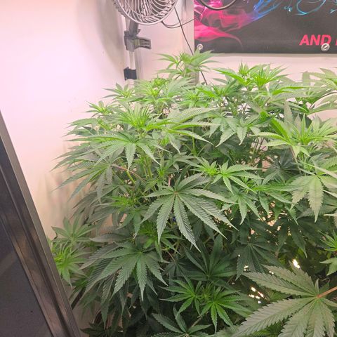 Platinum Paloma growlog timeline photo