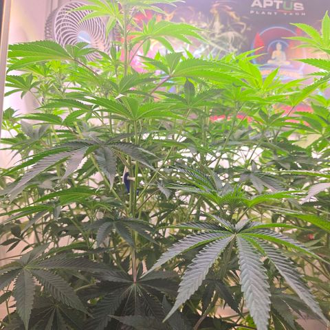 Platinum Paloma growlog timeline photo